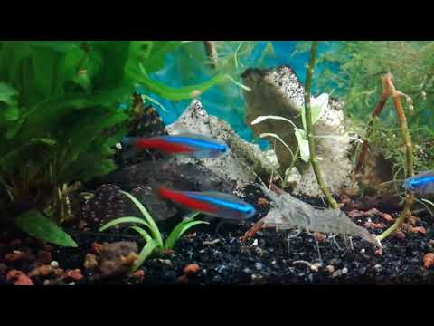 Видео: Мои креветки макробрахиумы/ Хищные креветки макробрахиумы