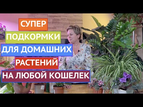 Видео: ВСЕ СЕКРЕТЫ УХОДА ЗА КОМНАТНЫМИ ЦВЕТАМИ!