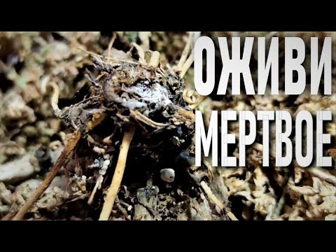 Видео: ВТОРАЯ ЖИЗНЬ ОРХИДЕИ. ГДЕ ОНА БЕРЕТ НАЧАЛО?. МЕРИСТЕМНЫЕ ПОЧКИ НА СТВОЛЕ ОРХИДЕИ.. ДЕТКИ НА ПНЯХ!!!