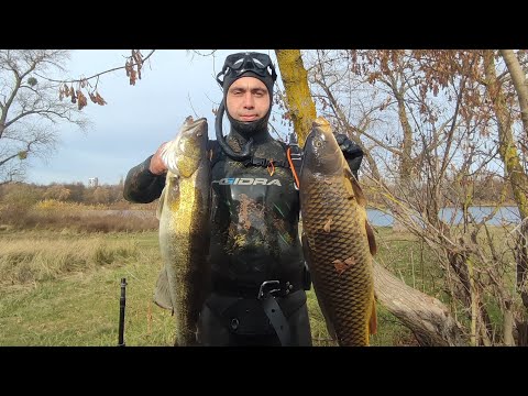 Видео: Подводная охота в поиске трофея