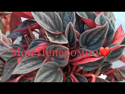 Видео: Пеперомии Мои ( Наблюдения) 😃