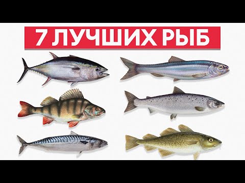 Видео: Обязательно попробуйте ЭТУ рыбу! / Подборка уникальных видов рыб, которые заменят любой деликатес