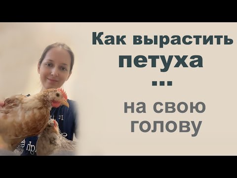 Видео: История вылупления цыпленка и превращения его в петуха.