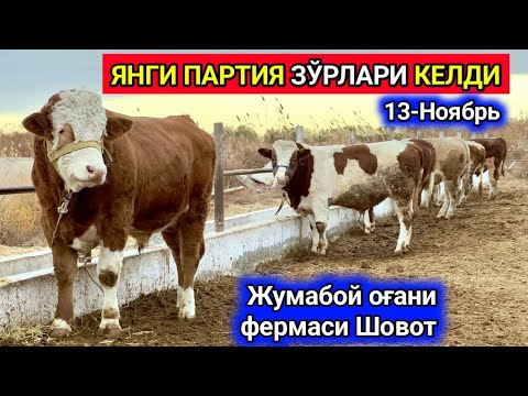 Видео: ЯНГИ ПАРТИЯ СИММЕНТАЛНИ ЗЎРЛАРИ КЕЛДИ Жумабой оғани фермаси Шовот 13-ноября 2024 г.