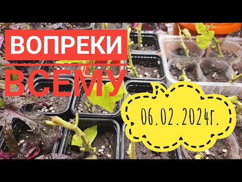 Видео: Может всё получилось?/Шикарная плита#влог#дача#огород#сибирь#цветы#село#вредители#пересадка