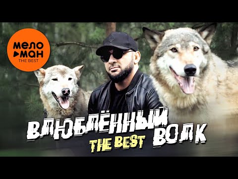 Видео: ВЛЮБЛЕННЫЙ ВОЛК. THE BEST (Видеоклипы кавказа. Осень 2024)