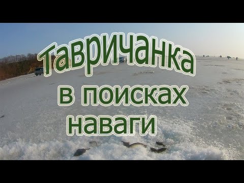 Видео: В поисках навага, Тавричанка,Амурский залив.