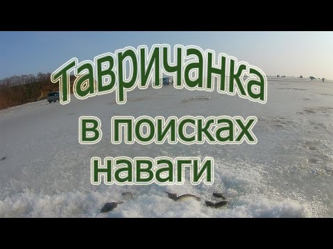 Видео: В поисках навага, Тавричанка,Амурский залив.