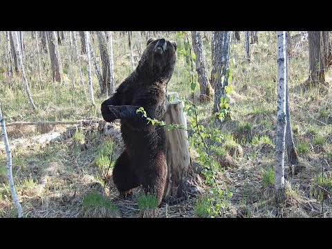 Видео: Солонец чем-то не угодил молодому медведю😃  Фотоловушка в дебрях Сибири!