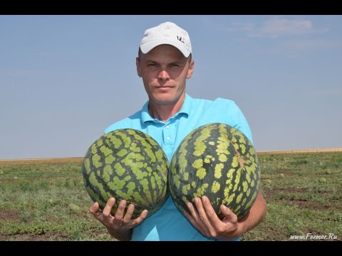 Видео: Арбузный фермер Пётр Есипчугов. Знакомство с хозяйством