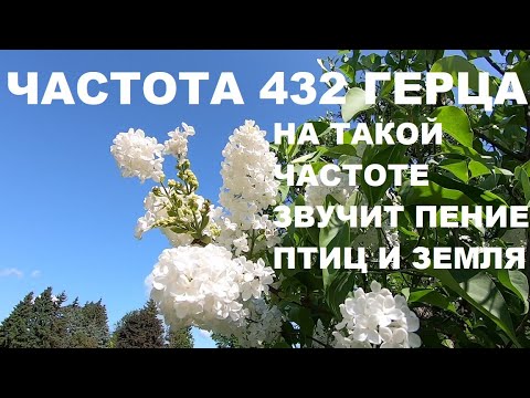 Видео: ЛЕСНЫЕ ПТИЦЫ ПОЮТ НА ВЫСОКИХ ВИБРАЦИЯХ ОЗДОРАВЛИВАЯ ВЕСЬ ОРГАНИЗМ.ПЕНИЕ ПТИЦ ЦВЕТУЩЕЙ ВЕСНОЙ.