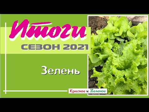 Видео: Зелень: салат, руккола, укроп и другие. Итоги сезона