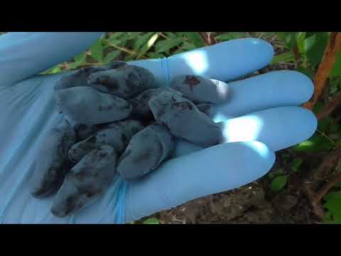 Видео: БОРЕАЛ БИСТ - один из лучших сортов канадской жимолости.