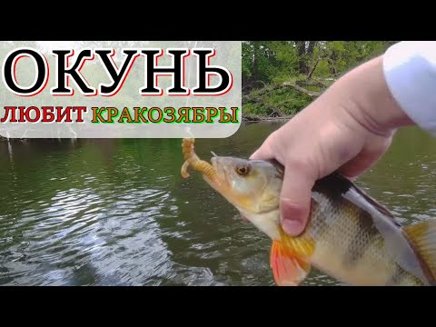 Видео: Кракозябры - то что окунь обожает