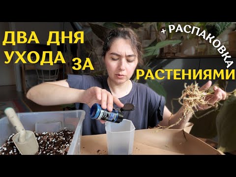 Видео: бесконечные ХЛОПОТЫ с РАСТЕНИЯМИ| РАСПАКОВКА самого СТРАННОГО растения |как я ПЕРЕУКОРЕНЯЮ АНТУРИУМЫ