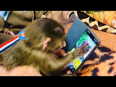 Видео: Вы ТАКОГО НЕ ВИДЕЛИ, Степка в интернете смотрит Жириновского!