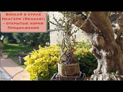 Видео: Бонсай в стиле Неагари (Neagari) Формируем открытые корни у Серисы(Serissa foetida). Neagari Style