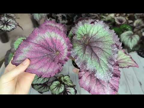 Видео: Наборы бегошек на 02.08.24г.