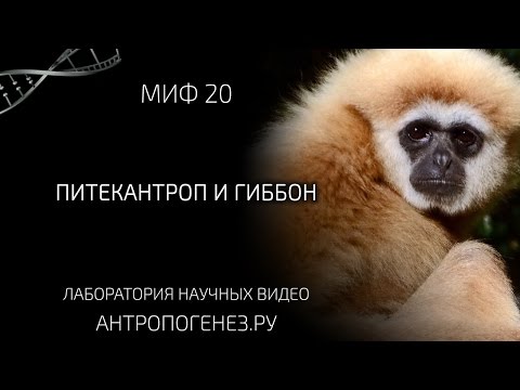 Видео: Питекантроп и гиббон. Мифы об Эволюции Человека