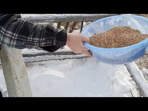 Видео: Якутские лошади в арктическом районе Якутии. Один день из сельской жизни