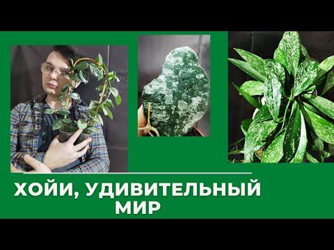 Видео: Хойи, Моя Коллекция//ОНИ ЗАВОРАЖИВАЮТ//КУДА Я СМОТРЕЛ ВСЕ 4 года......