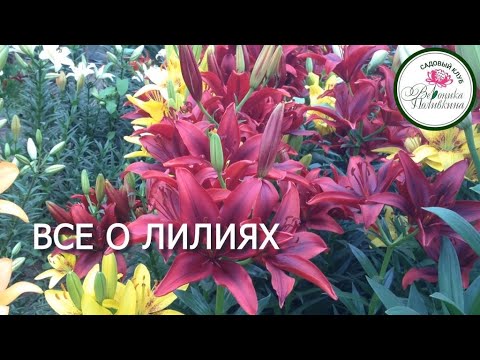 Видео: ЛИЛИИ:  ПОСАДКА, ВИДЫ, УХОД