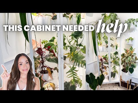 Видео: Уход за шкафом для теплицы Milsbo Tall 🌿 очистка, борьба с вредителями + обновление растений