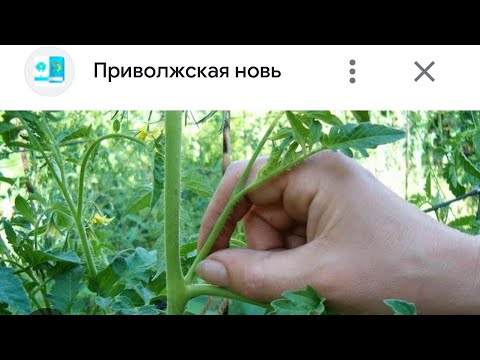 Видео: Пасынкование- маңызды. Қызанақ өсіру. #қызанақ #помидоры #бақша #баубақша