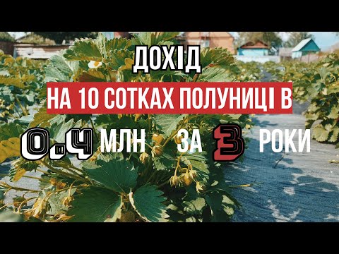 Видео: Високий дохід від полуниці: Чому вона займає першу позицію?