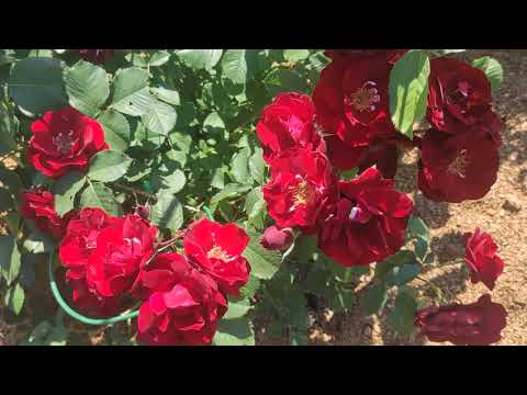 Видео: Канадские розы в Чебоксарах, 2021