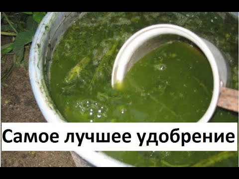 Видео: Самое лучшее удобрение - настой из крапивы