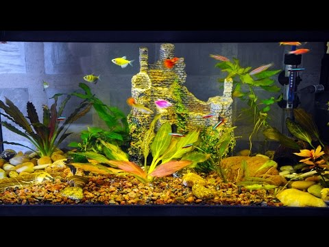 Видео: Аквариум Обслуживание Высадка растений Кормление. Выпуск №225