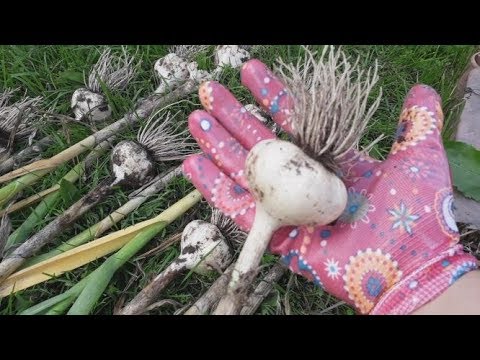 Видео: Чеснок - секрет выращивания крупной головки
