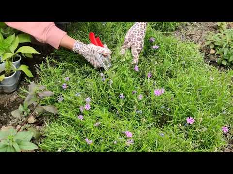 Видео: СРОЧНАЯ ОБРЕЗКА. ФЛОКС ШИЛОВИДНЫЙ. ЗАКЛАДЫВАЕМ СЛЕДУЮЩЕЕ ПЫШНОЕ ЦВЕТЕНИЕ, ОМОЛАЖИВАЕМ, ПОДКОРМКА