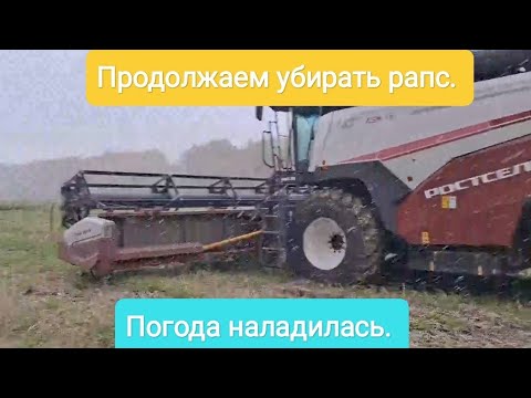 Видео: Продолжаем убирать рапс. Погода наладилась.