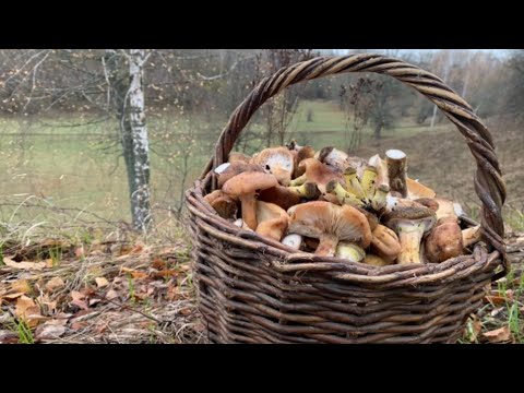 Видео: Осенние опята. КОРЗИНА ГРИБОВ. Нашел грибное место