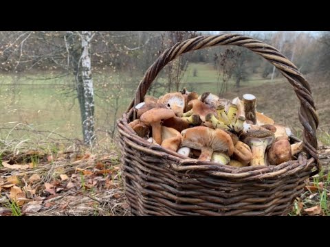 Видео: Осінні опеньки. КОШИК ГРИБІВ. Знайшов грибне місце