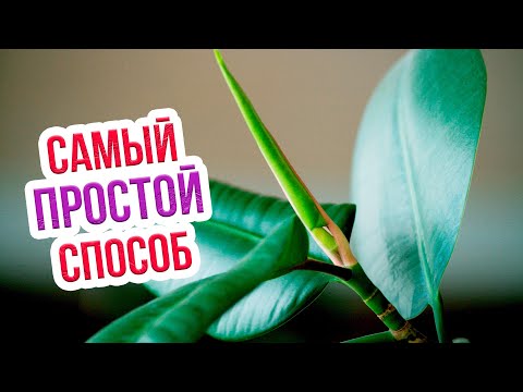 Видео: Размножение каучуконосного фикуса листом. Проверенный способ укоренения от Екатерины Новиковой!