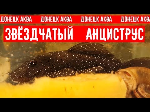 Видео: советы по разведению, Анциструс звездчатый, Ancistrus hoplogenys, Ancistrus魚, Ancistrus fish