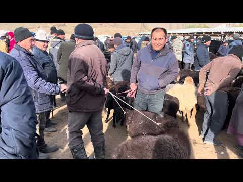 Видео: Уч-Коргон Мал базары 7-Ноябрь 💵💵🔥🔥🔥💯💯