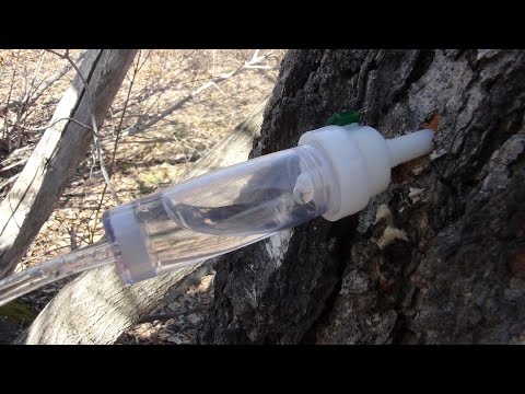 Видео: Как собрать березовый сок, лучший способ, бонусы в конце.