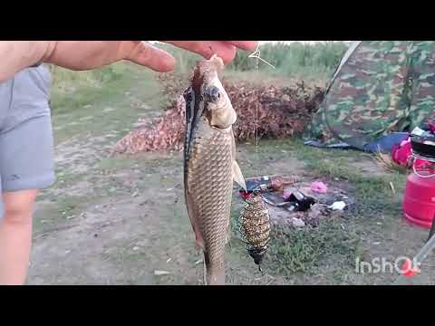 Видео: Дикарь снова радует!