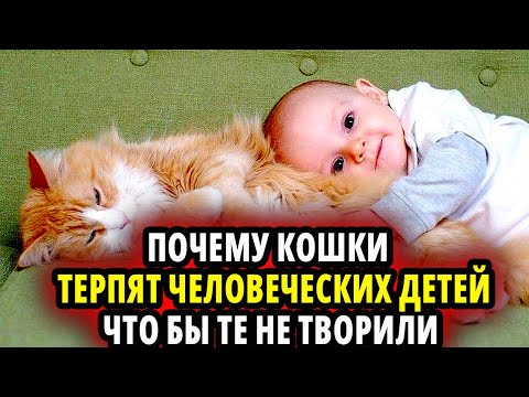 Видео: ПОЧЕМУ КОШКИ ТЕРПЯТ ЧЕЛОВЕЧЕСКИХ ДЕТЕЙ —ЧТО БЫ ТЕ НЕ ТВОРИЛИ? 😺👶
