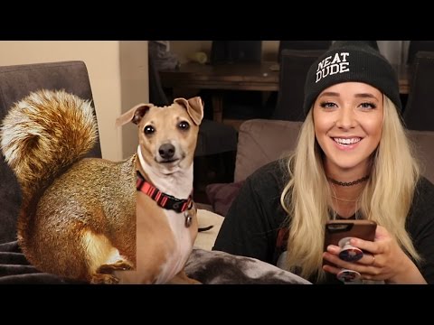 Видео: ГНЕВНЫЕ КОММЕНТАРИИ о моих СОБАКАХ - Дженна Марблс