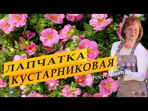 Видео: Лапчатка Как растет лапчатка кустарниковая