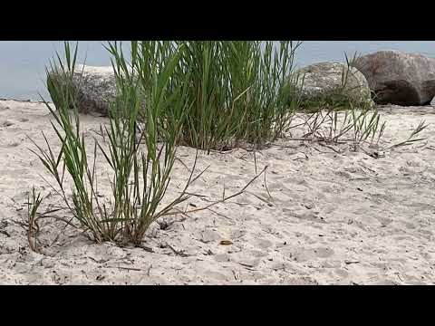 Видео: Стих: вам светом  и солью, хочется быть?