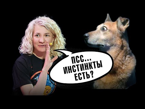 Видео: Почему у нас нет инстинктов? Материнского инстинкта не существует? | Ученые против мифов 20-2