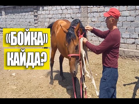 Видео: Манас минген "Бойка" каякта?