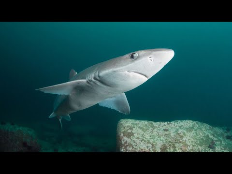 Видео: КАТРАН: Колючая акула | Интересные факты об акулах