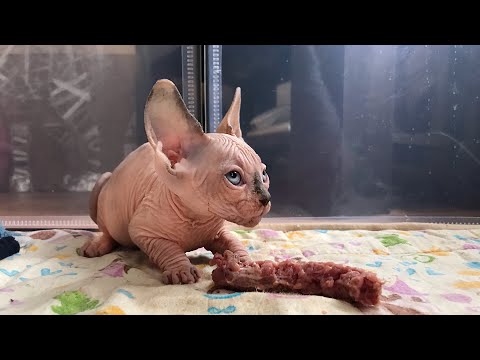 Видео: Маленький котёнок❤️ лихо справляется с куриной  шеей😊👍